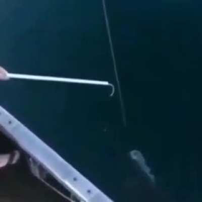 Shark