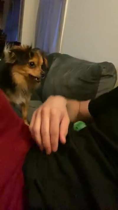 My roommates dog doesn&rsquo;t give us an option when he wants to play catch