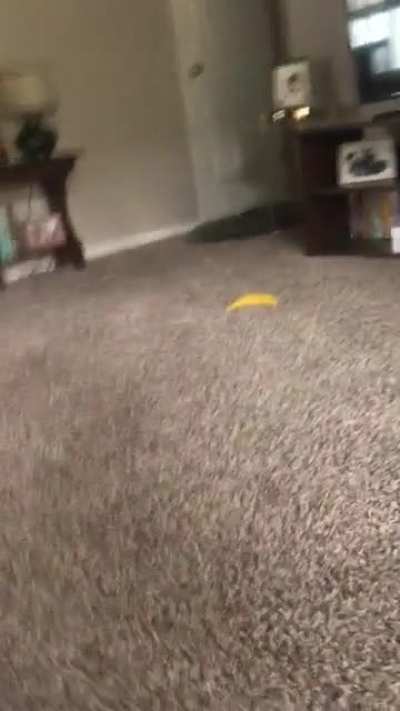 Vicious void attacks innocent human 🐈&zwj;⬛