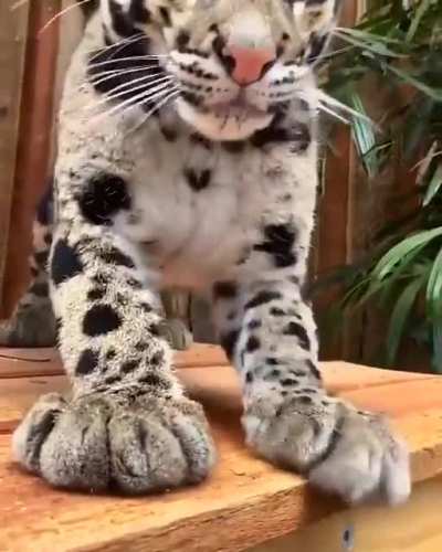 Big stretchies