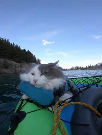I take my cat on adventures but he just sleeps right through them