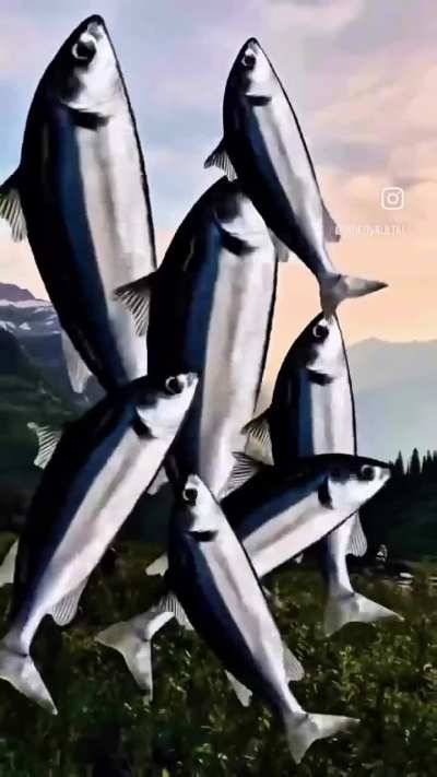 wat