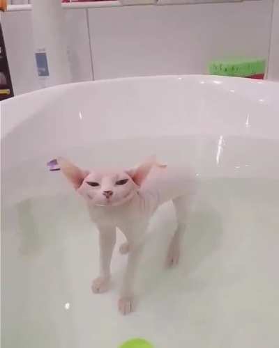 Goblin Cat