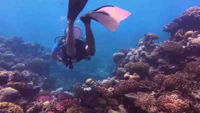 Shallow reef Jeddah