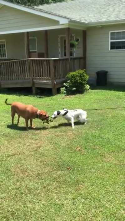 What a jerk dog