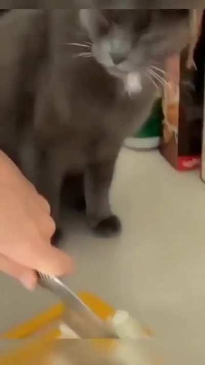 🙀