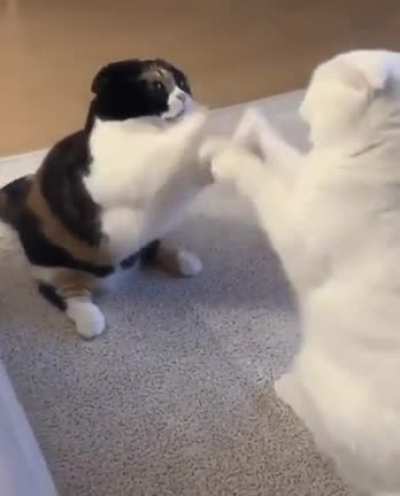 Another kind of fighting