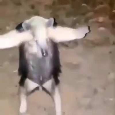 Voc&ecirc; me obrigou a revelar minha verdadeira forma