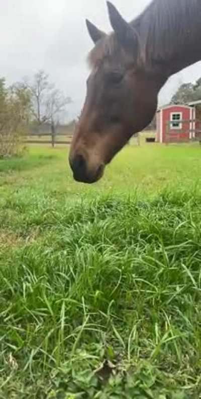 Nothing to see here, just another horse eating some delicious grass...