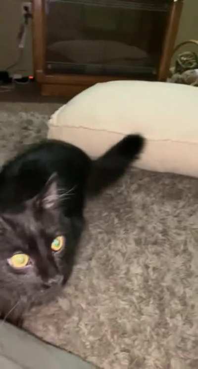My girlfriend hasn't been getting much respect from our new kitten Archie.