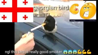 🇬🇪😎💪 🇷🇺🏳️&zwj;🌈🤢
