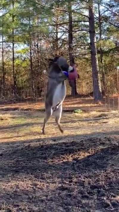 Donkey excited to get a new toy.