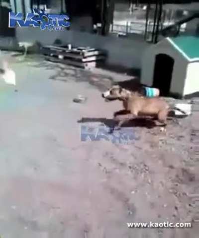 To Tease a Pitbull