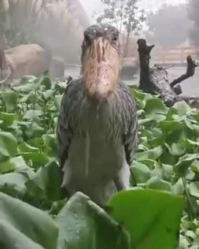 A Shoebill stork stands still in the rain, staring at you judgmentally. He&rsquo;s not angry, just disappointed.