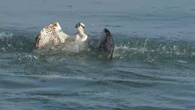 🔥 Osprey Dives and Catches Sailcat