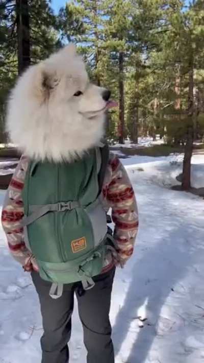 Just a cute cloud flying with his hooman