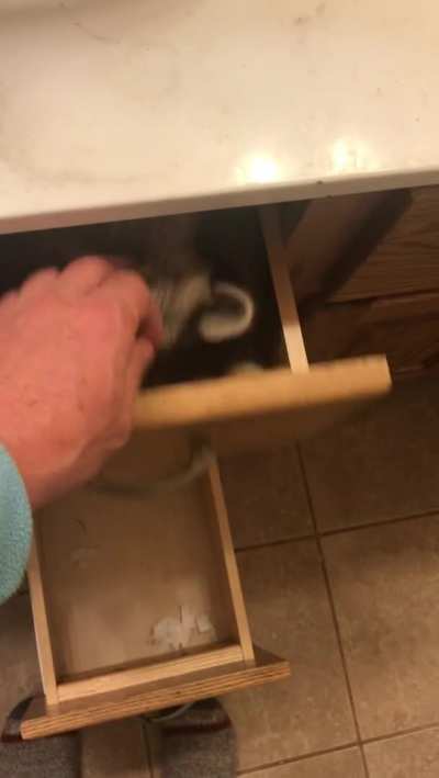 Racc that sleeps in drawers