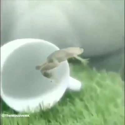 🐸🐸🐸🐸
