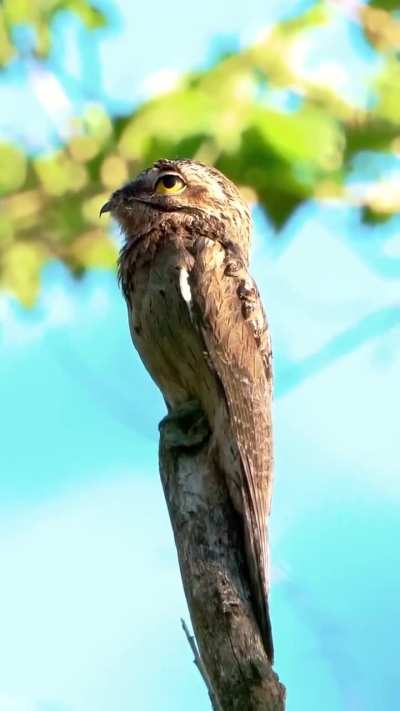 Apareció un urutaú en la selva misionera y emitió su canto característico para la cámara