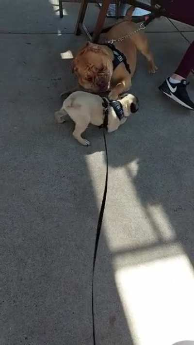 This pug puppy loves licking other dogs