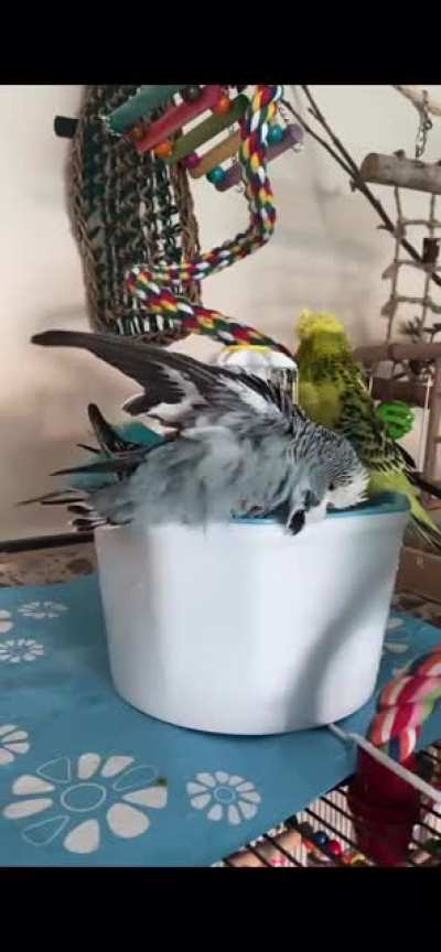 I know i shouldn&rsquo;t laugh but nimbus slipping in his bath is so adorably funny