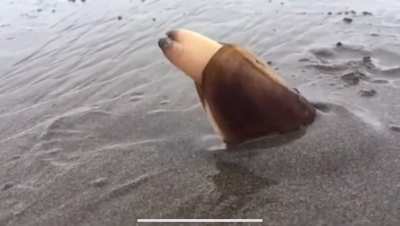 Dig in