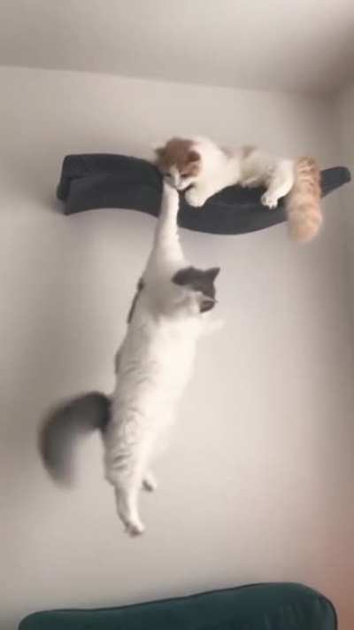 Mean kitten