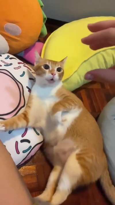 Quero achar a origem desse vídeo desse gato apavorado