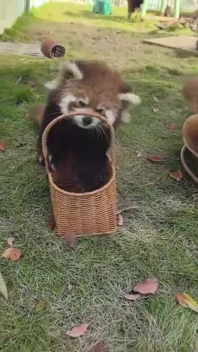 Hop into the basket case.