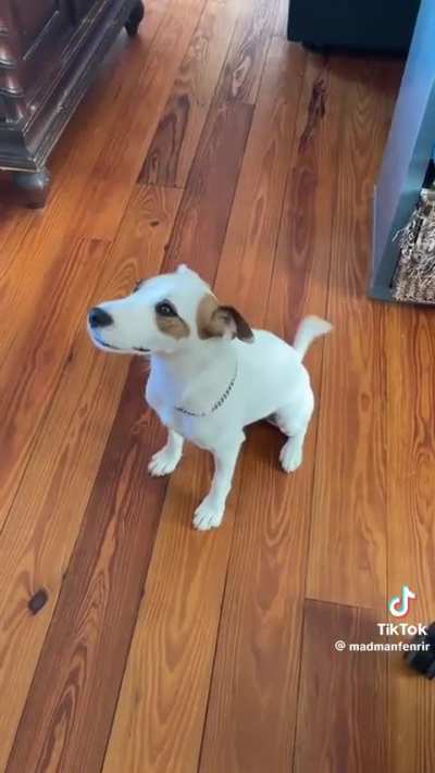 What a little gentleman