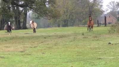 Horseplay is allowed.