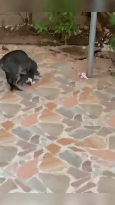Child Predator 