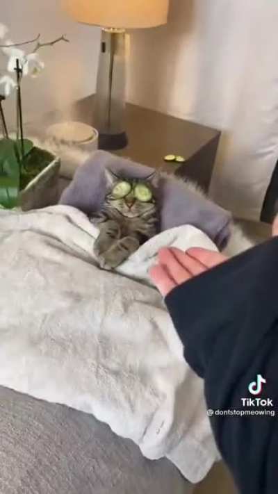 Котэ на отдыхе