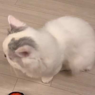 😸