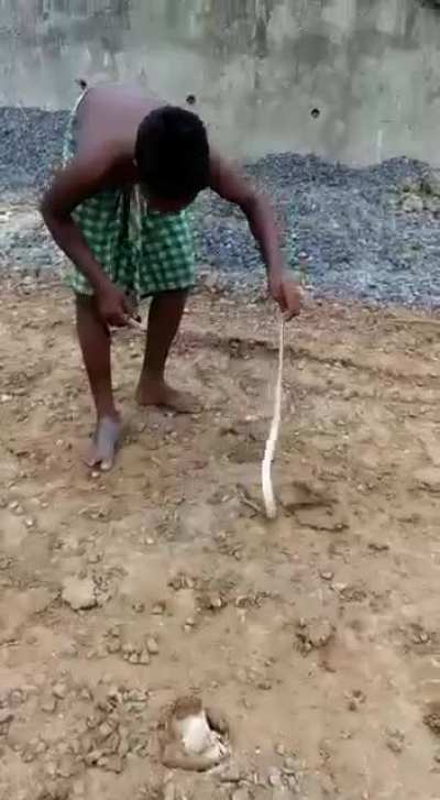 No disrespect to snakes 🐍🐍