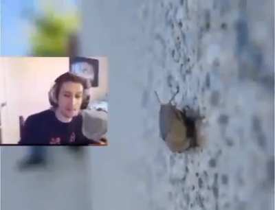 xQc sees a bug