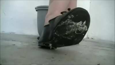 roaches black flats