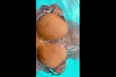 Pool Boobs