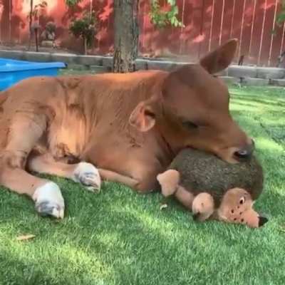 Happy cow and his hedgehog...