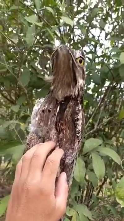 Best camouflage i ever seen