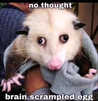Brain scrampled egg
