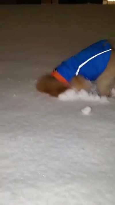 I think my dog likes snow a little too much&hellip;