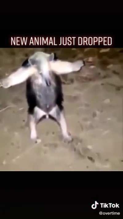 SHEEEEESH new animal looking clean doe😳😳