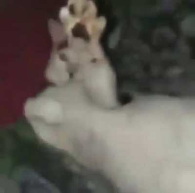 hitler cat