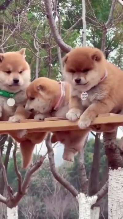 Cute little friends