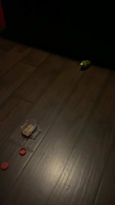 summoning my bird