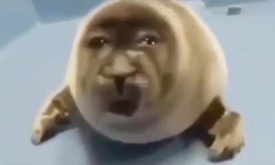 yo cuando me hace ping el bot del estrim