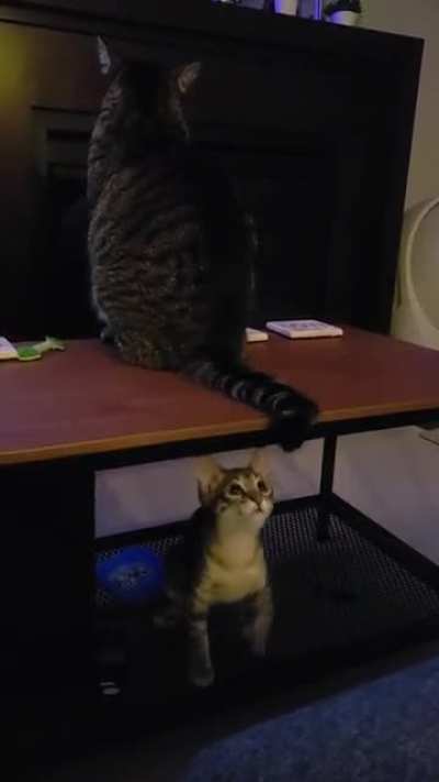 Calculation to catch the tail