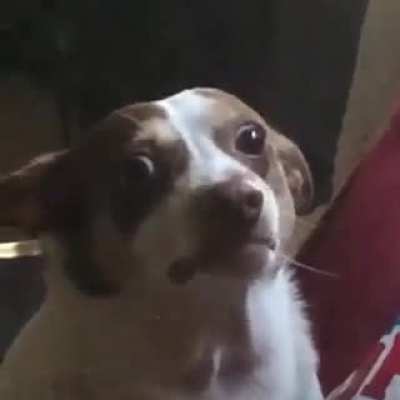 Mister Bubz guarding his chips