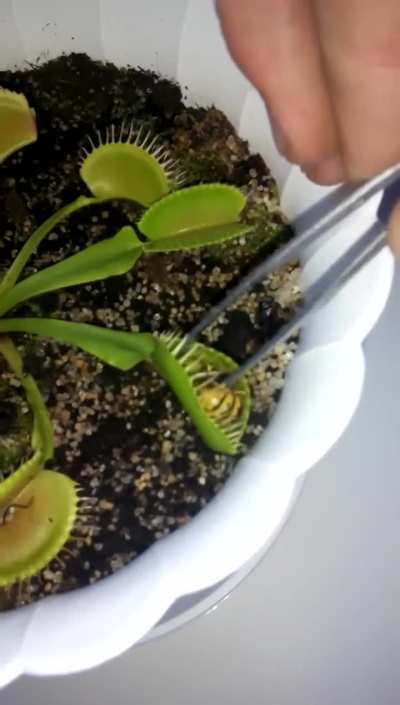 The Wasp will get its revenge